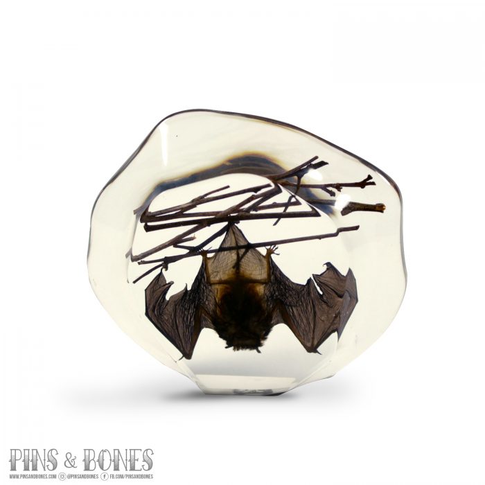 Pins & Bones Bat Home Decor, Genuine Bat Remains in Glass Rock by pinsandbones.com