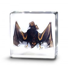 Pins & Bones Bat Wings Home Decor, Genuine Real Bat in Glass Box by pinsandbones.com